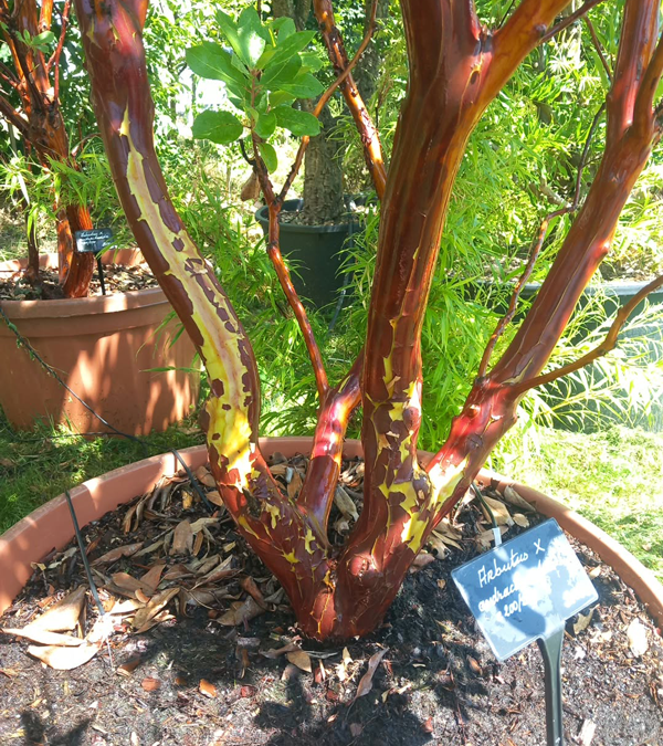 Arbutus x andrachnoides- Spécimen rare à Boca plantes