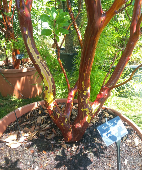 Arbutus x andrachnoides- Spécimen rare à Boca plantes