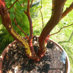 Arbutus x andrachnoides- Spécimen rare à Boca plantes