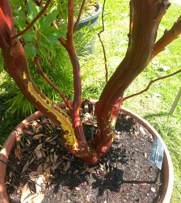 Arbutus x andrachnoides- Spécimen rare à Boca plantes