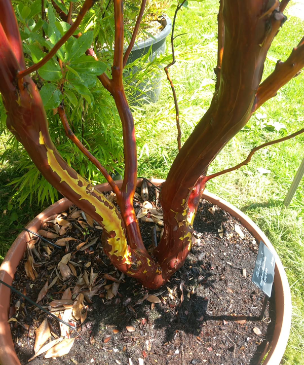 Arbutus x andrachnoides- Spécimen rare à Boca plantes