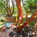 Arbutus x andrachnoides- Spécimen rare à Boca plantes