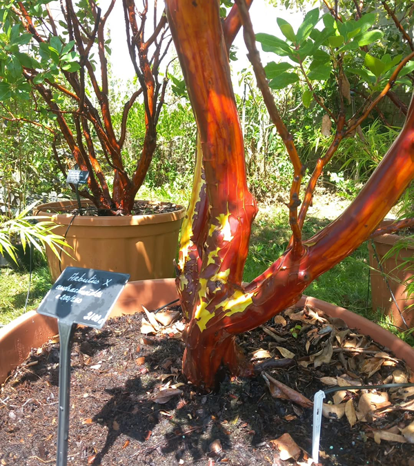 Arbutus x andrachnoides- Spécimen rare à Boca plantes