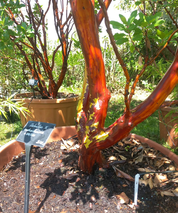 Arbutus x andrachnoides- Spécimen rare à Boca plantes