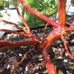 Arbutus x andrachnoides- Spécimen rare à Boca plantes