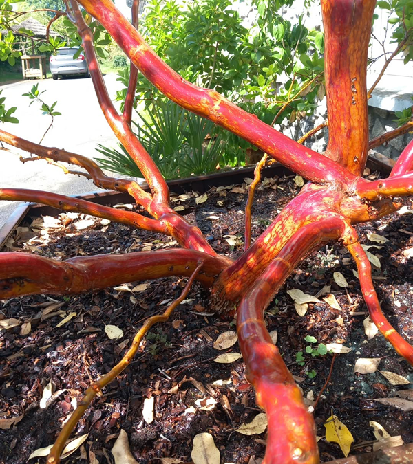 Arbutus x andrachnoides- Spécimen rare à Boca plantes