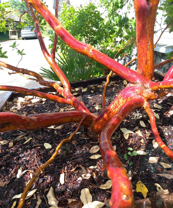 Arbutus x andrachnoides- Spécimen rare à Boca plantes