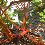 Arbutus x andrachnoides- Spécimen rare à Boca plantes