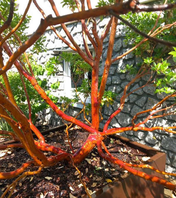 Arbutus x andrachnoides- Spécimen rare à Boca plantes