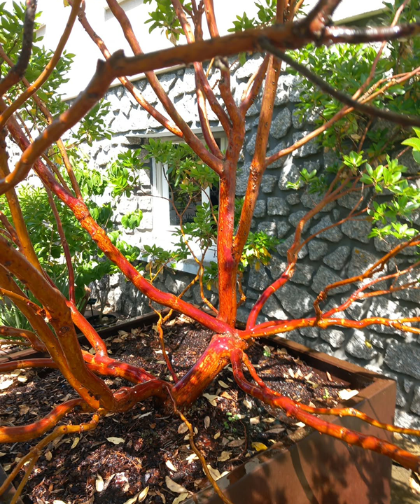 Arbutus x andrachnoides- Spécimen rare à Boca plantes