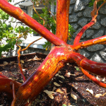 Arbutus x andrachnoides - Spécimen rare à Boca plantes