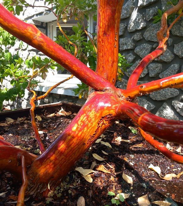 Arbutus x andrachnoides - Spécimen rare à Boca plantes