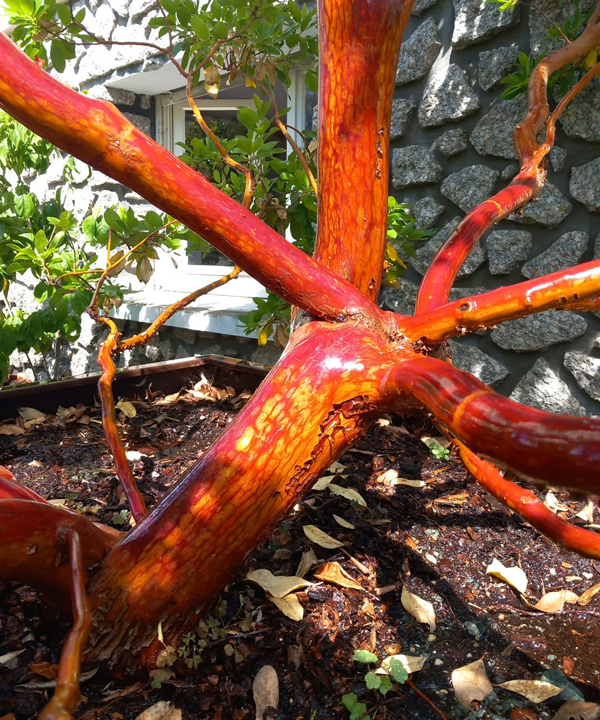 Arbutus x andrachnoides - Spécimen rare à Boca plantes