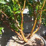 Arbutus x andrachnoides- Spécimen rare à Boca plantes