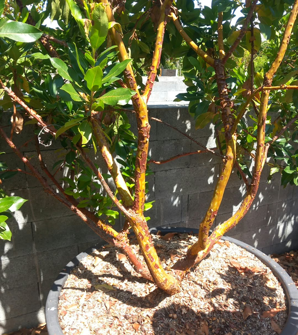 Arbutus x andrachnoides- Spécimen rare à Boca plantes