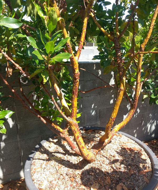 Arbutus x andrachnoides- Spécimen rare à Boca plantes