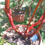 Arbutus x andrachnoides- Spécimen rare à Boca plantes