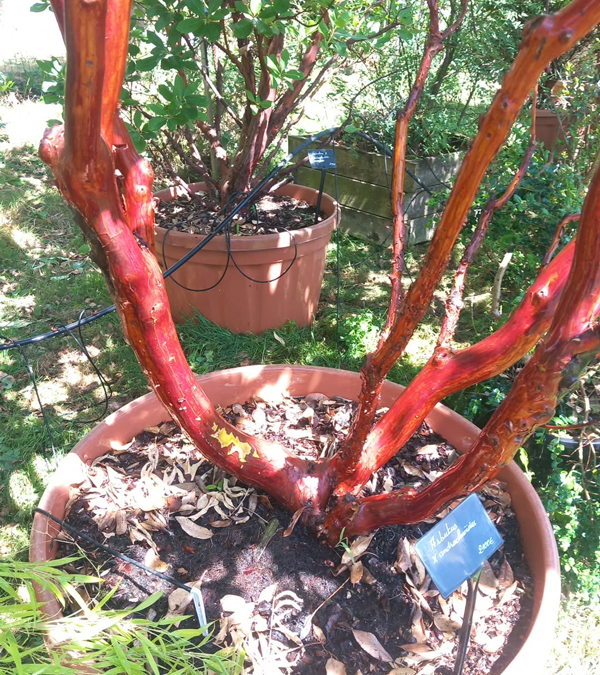 Arbutus x andrachnoides- Spécimen rare à Boca plantes