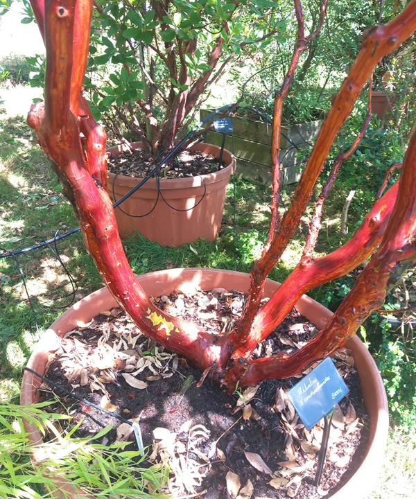 Arbutus x andrachnoides- Spécimen rare à Boca plantes
