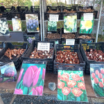 Fête des plantes à l'Absie en Deux Sèvres. Des plantes rares à découvrir