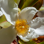 Franklinia alatamaha
