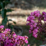 Lagerstroemia indica en Deux Sèvres