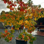 Sassafras albidum - Spécimen rare à Boca plantes