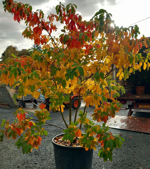 Sassafras albidum - Spécimen rare à Boca plantes