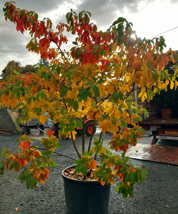 Sassafras albidum - Spécimen rare à Boca plantes