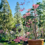 Toona sinensis 'Flamingo' - Spécimen rare à Boca plantes
