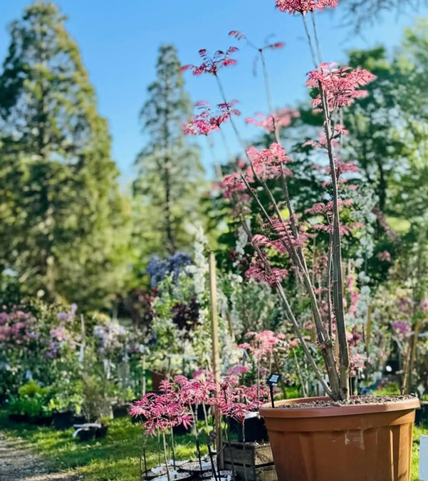 Toona sinensis 'Flamingo' - Spécimen rare à Boca plantes