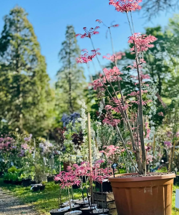Toona sinensis 'Flamingo' - Spécimen rare à Boca plantes