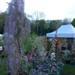 Fête des plantes à l'Absie en Deux Sèvres. Des plantes rares à découvrir