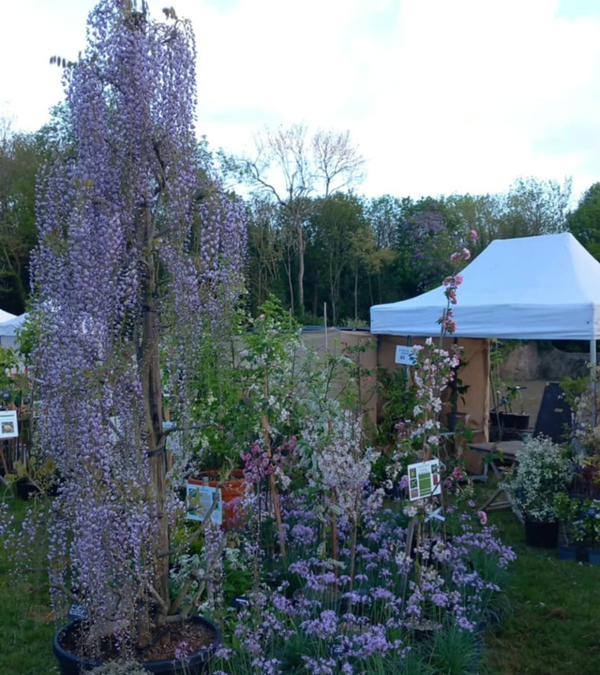 Fête des plantes à l'Absie en Deux Sèvres. Des plantes rares à découvrir