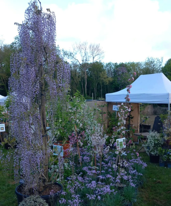 Fête des plantes à l'Absie en Deux Sèvres. Des plantes rares à découvrir