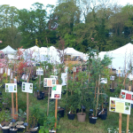 Fête des plantes à l'Absie en Deux Sèvres. Des plantes rares à découvrir