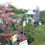 Fête des plantes à l'Absie en Deux Sèvres. Des plantes rares à découvrir
