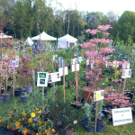 Fête des plantes à l'Absie en Deux Sèvres. Des plantes rares à découvrir