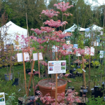 Fête des plantes à l'Absie en Deux Sèvres. Des plantes rares à découvrir