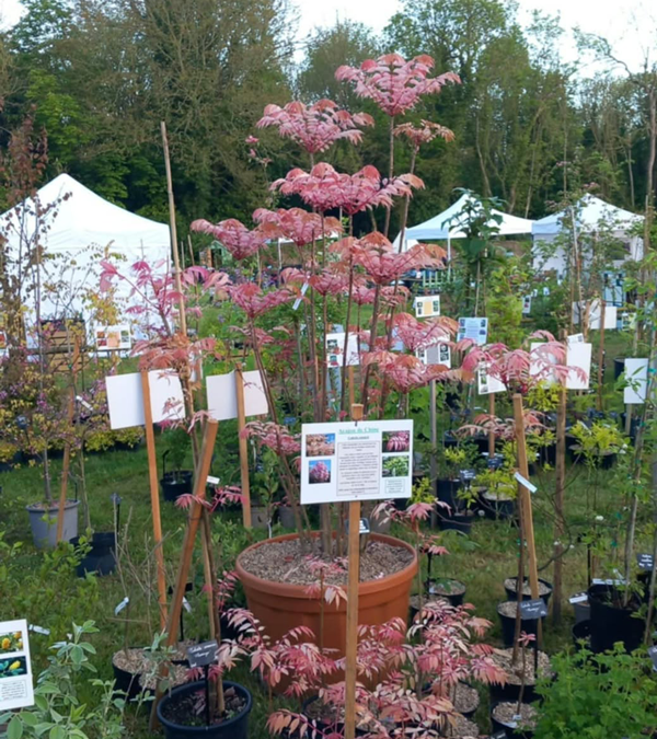 Fête des plantes à l'Absie en Deux Sèvres. Des plantes rares à découvrir