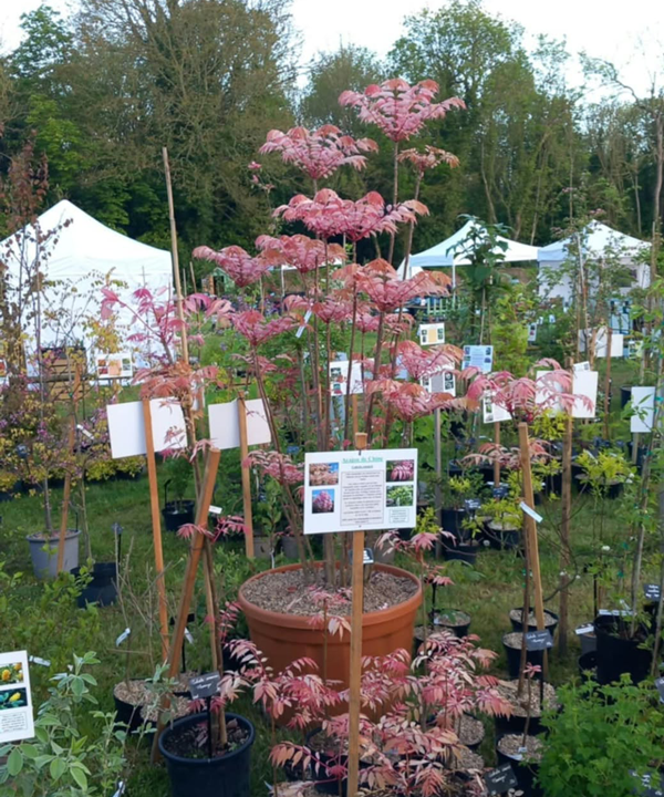 Fête des plantes à l'Absie en Deux Sèvres. Des plantes rares à découvrir