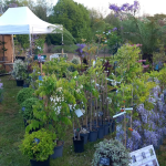 Fête des plantes à l'Absie en Deux Sèvres. Des plantes rares à découvrir