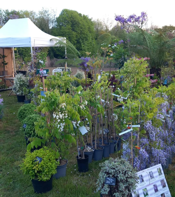 Fête des plantes à l'Absie en Deux Sèvres. Des plantes rares à découvrir