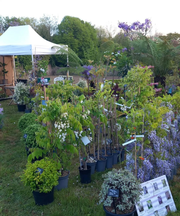 Fête des plantes à l'Absie en Deux Sèvres. Des plantes rares à découvrir