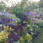 Fête des plantes à l'Absie en Deux Sèvres. Des plantes rares à découvrir