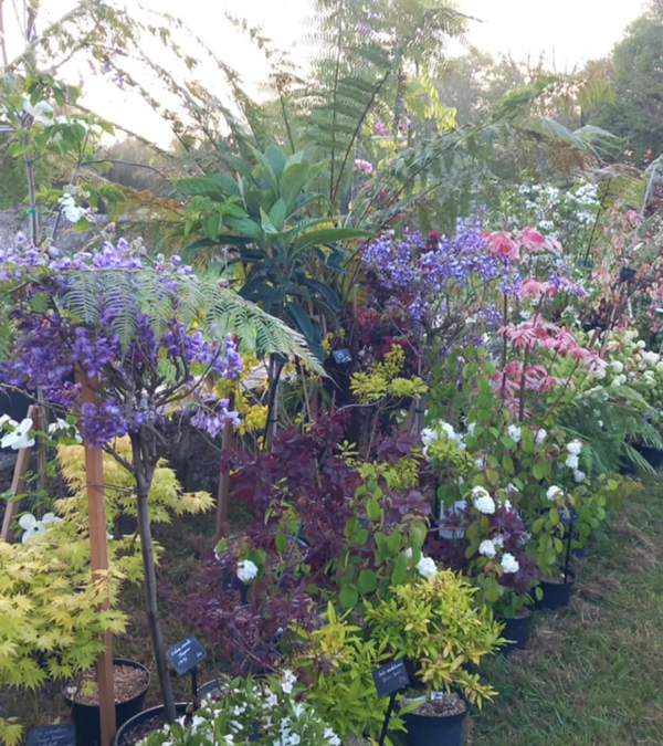 Fête des plantes à l'Absie en Deux Sèvres. Des plantes rares à découvrir