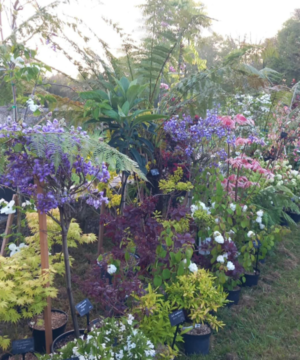 Fête des plantes à l'Absie en Deux Sèvres. Des plantes rares à découvrir