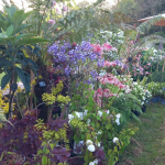 Fête des plantes à l'Absie en Deux Sèvres. Des plantes rares à découvrir