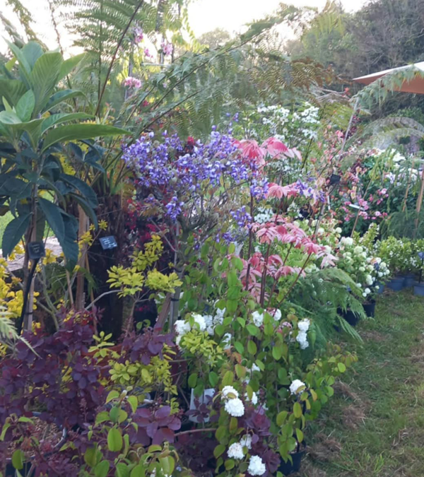 Fête des plantes à l'Absie en Deux Sèvres. Des plantes rares à découvrir