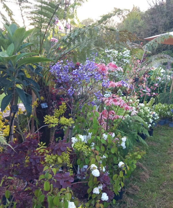 Fête des plantes à l'Absie en Deux Sèvres. Des plantes rares à découvrir